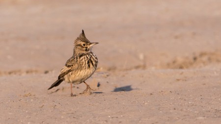 Búbospacsirta  (Galerida cristata)  - Napfürdő a homoktengerben.  
